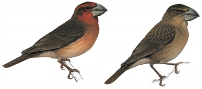 Bonin Grosbeak
