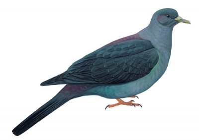 Bonin Woodpigeon
