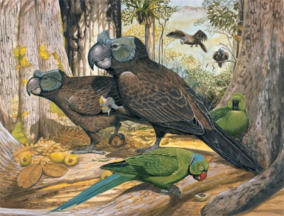 Broad-billed Parrot small
