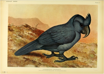 Broad-billed parrot
