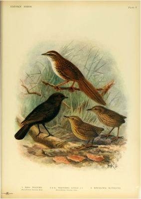 Chatham fernbird nr 3
