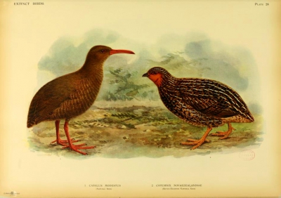 Chatham rail and New Zealand quail
