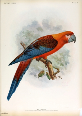 Cuban macaw

