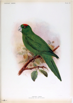 Guadeloupe Parakeet

