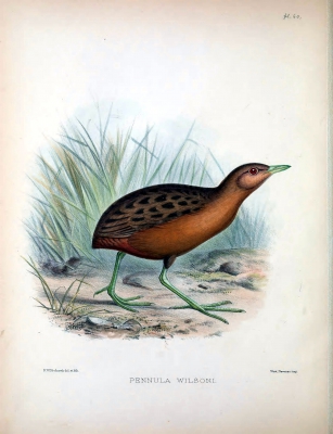 Hawaiian rail - hawaiiral
