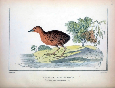 Hawaiian rail - hawaiiral juv
