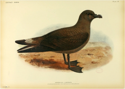 Jamaican Petrel
