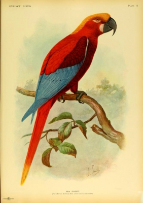 Jamaican Red Macaw
