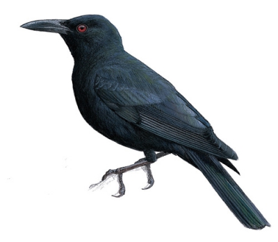 Kosrae Starling
