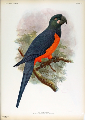 Martinique Macaw
