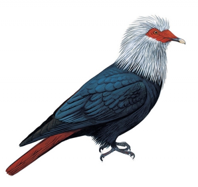 Mauritius Blue-pigeon
