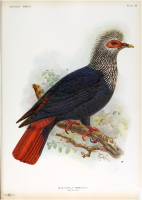 Mauritius blue pigeon

