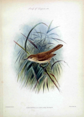 Miller bird - Acrocephalus familiaris
