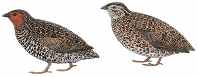 New Zealand Quail
