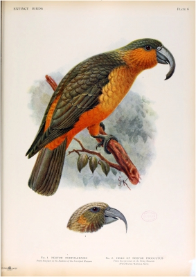 Norfolk kaka
