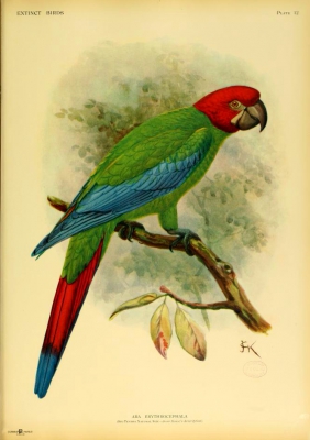 Red-headed Macaw
