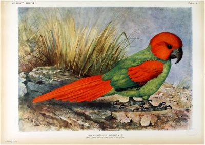 Rodrigues Parrot
