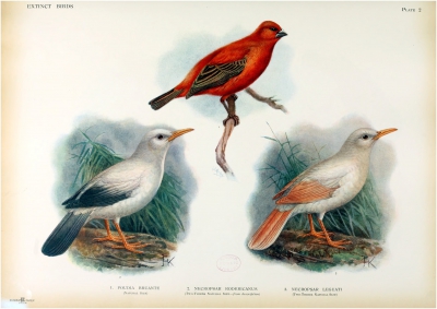Rodrigus starling and grey trembler
