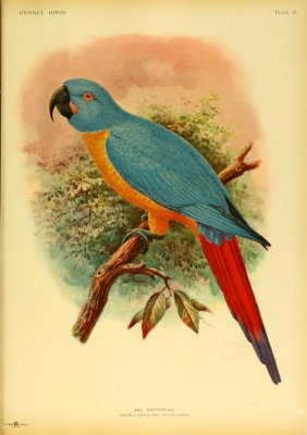 Satin Macaw

