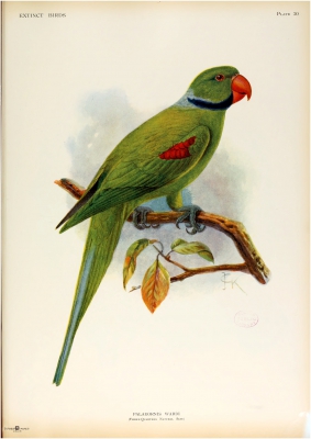 Seychelles Parakeet
