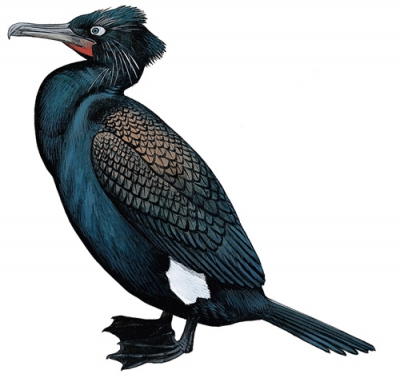 Spectacled Cormorant small
