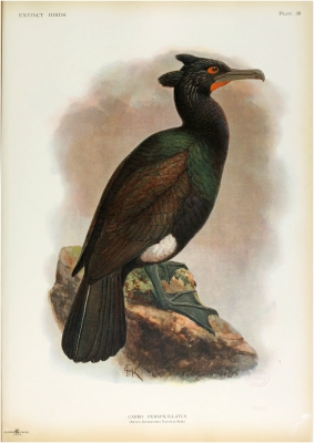 Spectacled cormorant
