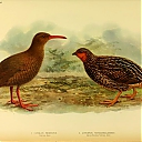Chatham_rail_and_New_Zealand_quail.jpeg