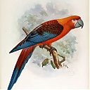 Cuban_macaw.jpg