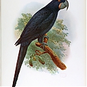 Guadeloupe_Violet_Macaw.jpg