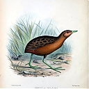 Hawaiian_rail_-_hawaiiral.jpg