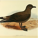 Jamaican_Petrel.jpg