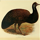 Kangaroo_Island_moa.jpg