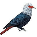 Mauritius_Blue-pigeon.jpg