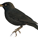 Mysterious_Starling.jpg