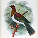 Norfolk_Pigeon.jpg