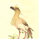 Paleopsilopterus.jpeg