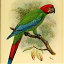 Red-headed_Macaw.jpeg