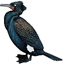 Spectacled_Cormorant_small.jpg