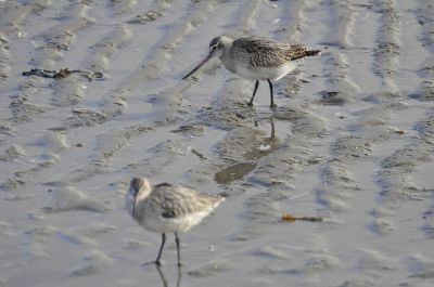 rosse grutto - Limosa lapponica - Bar-tailed Godwit
Keywords: rosse grutto;Limosa lapponica