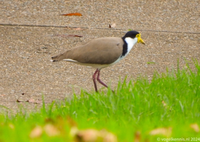 maskerkievit - Vanellus miles - Masked lapwing
