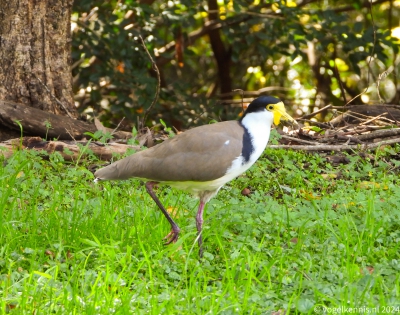 maskerkievit - Vanellus miles - Masked lapwing
