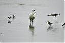 Black-tailed_Godwit_with_Spoonbill.jpg