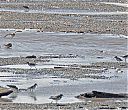 Semipalmated_Plovers_with_Collared_Plover_up_front.jpg