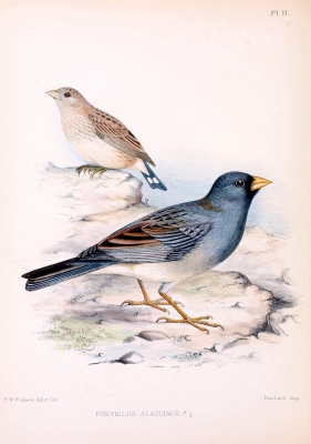 Bandstaartsierragors - Rhopospina alaudina - Band-tailed sierra finch

