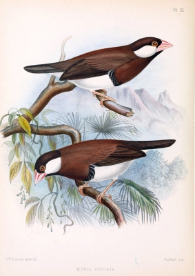 Bruine rijstvogel - Padda fuscata - Timor dusky sparrow
