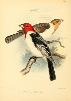 Dominicanerkardinaal - Paroaria dominicana - Red-cowled cardinal

