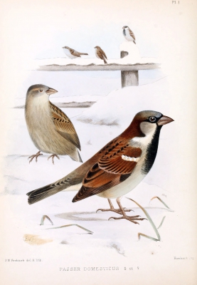 Huismus - Passer domesticus - House sparrow
