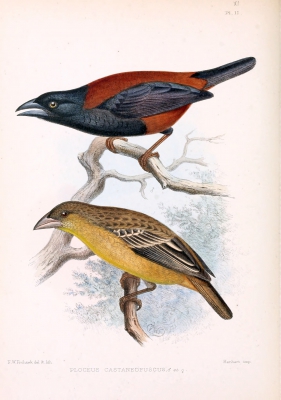 Kaneel-zwarte wever - Ploceus castaneofuscus - Chestnut-and-black weaver
