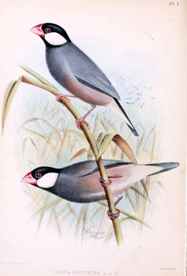 Rijstvogel - Padda oryzivora - Java sparrow
