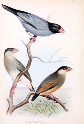 Rijstvogel met juv - Padda oryzivora - Java sparrow 
